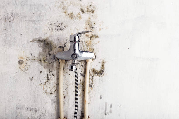 Best Office Mold Removal Services  in Willow Grove, TX