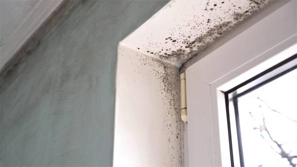 Best Home Mold Removal  in Willow Grove, TX