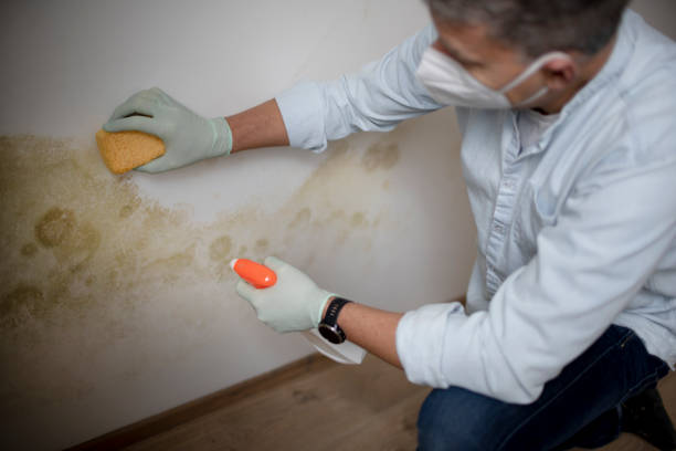 Best Local Mold Removal Service  in Willow Grove, TX