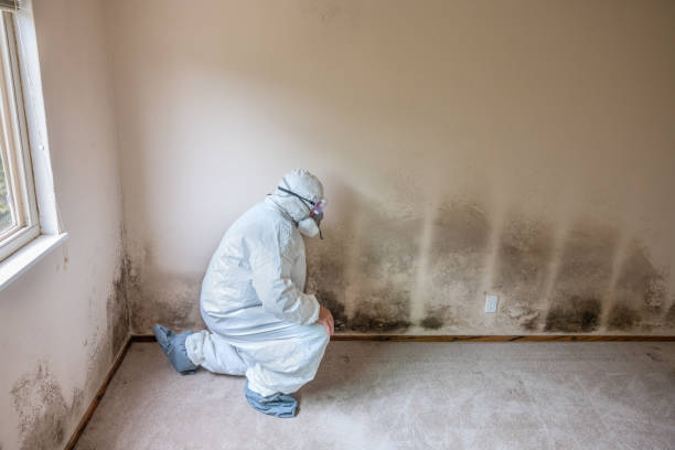 Mold Removal Process in Willow Grove, TX