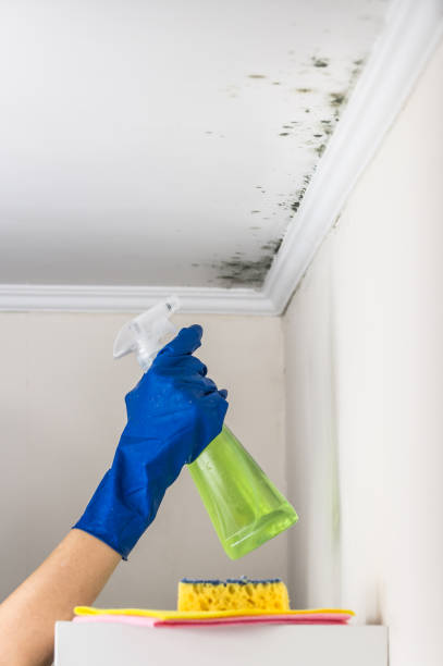 Willow Grove, TX Mold Removal Company